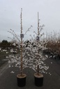 Prunus 'The Bride' cont. 12L 175/+ cm feathered +p