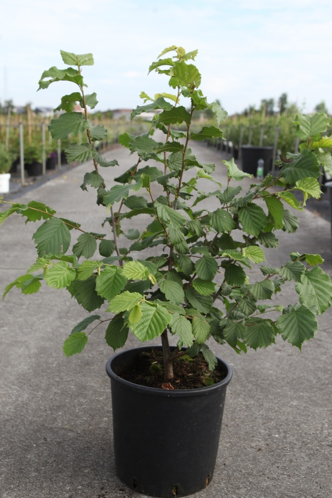 [P] Corylus 'Merveille de Bollwiller' cont. 12L 80-100 cm +p