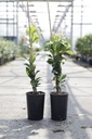 Hydrangea seemannii cont. 3L high 60-80 cm +ф