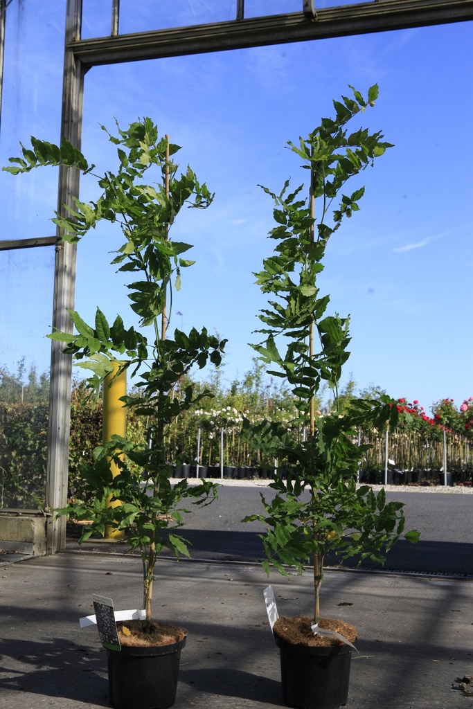 [P] Wisteria floribunda 'Violacea Plena' cont. 5L 150/+ cm (bleu) +p