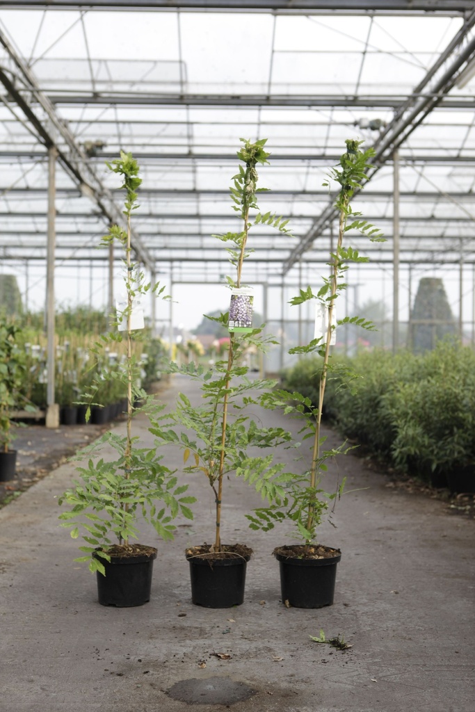 [P] Wisteria floribunda 'Violacea Plena' cont. 5L 150/+ cm (blue) +p