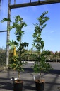 Wisteria floribunda 'Violacea Plena' cont. 5L 150/+ cm (синий) +ф