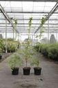 Wisteria floribunda 'Violacea Plena' cont. 5L 150/+ cm (blue) +p