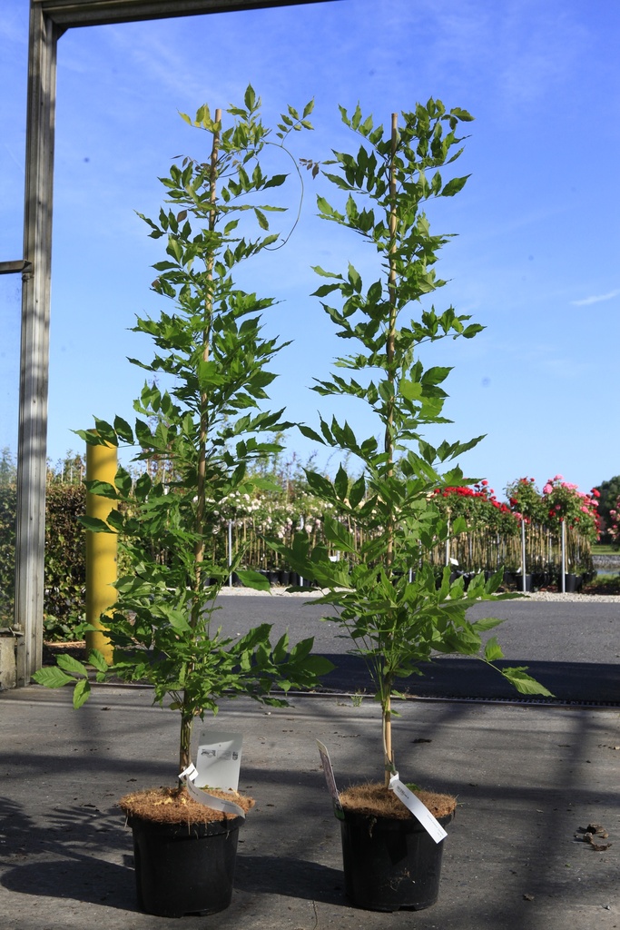 [P] Wisteria sinensis 'Caroline' cont. 5L 150/+ cm (bleu) +p