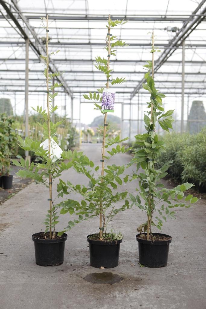 Wisteria sinensis 'Caroline' cont. 5L 150/+ cm (blue) +p