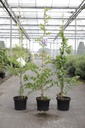 Wisteria sinensis 'Caroline' cont. 5L 150/+ cm (blue) +p