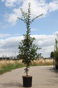 Prunus 'Pandora' cont. 12L 200/+ cm feathered +p