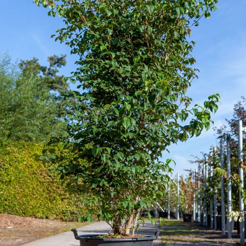 [P] Cornus kousa 'chinensis' cont. 90L 250/+ cm