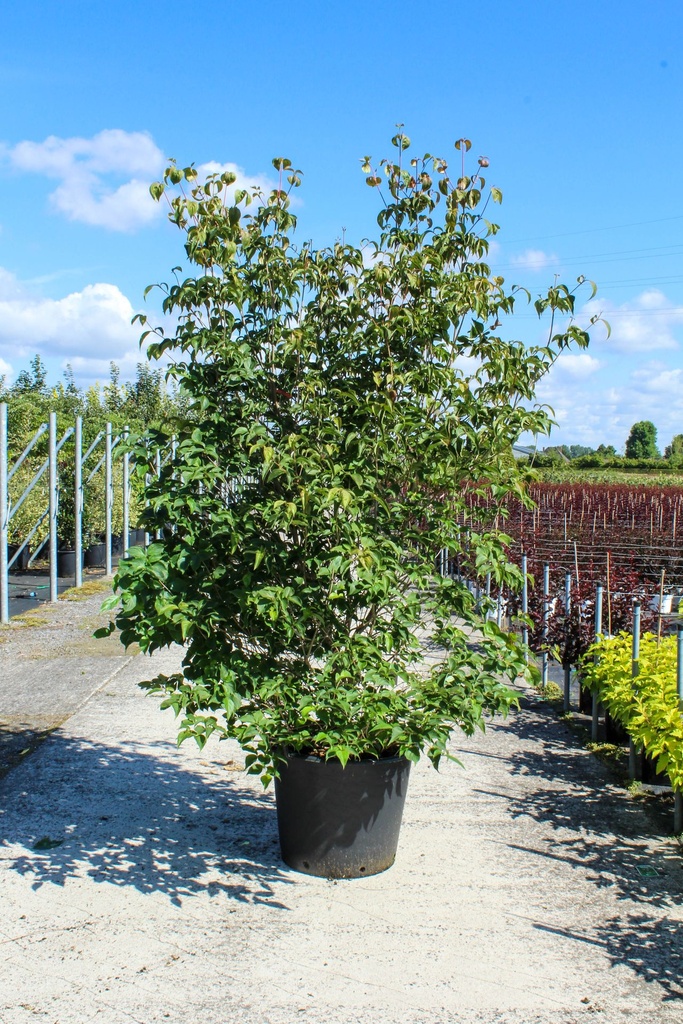 [P] Cornus kousa 'chinensis' cont. 90L 250/+ cm