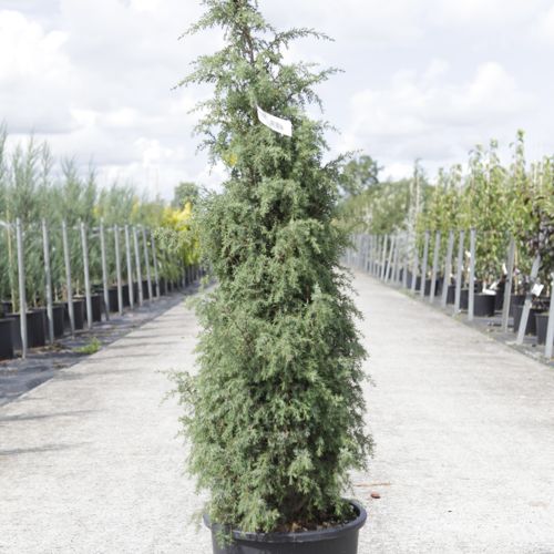 Juniperus communis 'Hibernica' cont. 18L 125/+ cm