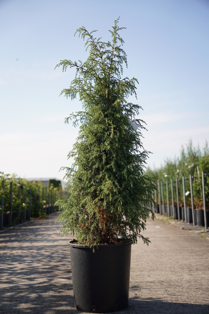Juniperus communis 'Hibernica' cont. 18L 125/+ cm