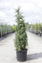 Juniperus communis 'Hibernica' cont. 18L 125/+ cm