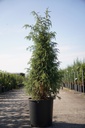 Juniperus communis 'Hibernica' cont. 18L 125/+ cm