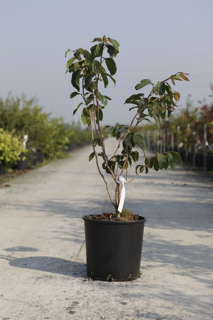 [P] Sapium japonicum cont. 12L 60-80 cm +p