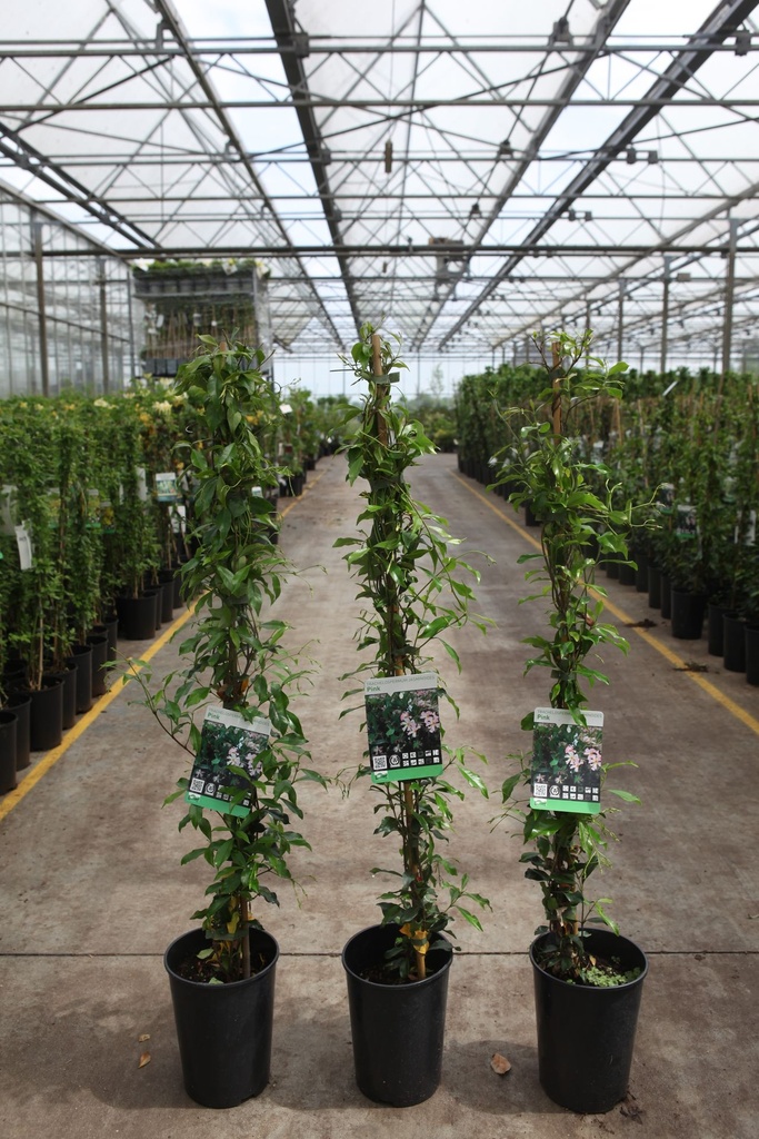[P] Trachelospermum jasminoides 'Pink' cont. 3L high 80-100 cm +ф