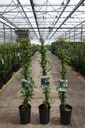 Trachelospermum jasminoides 'Pink' cont. 3L high 80-100 cm +ф