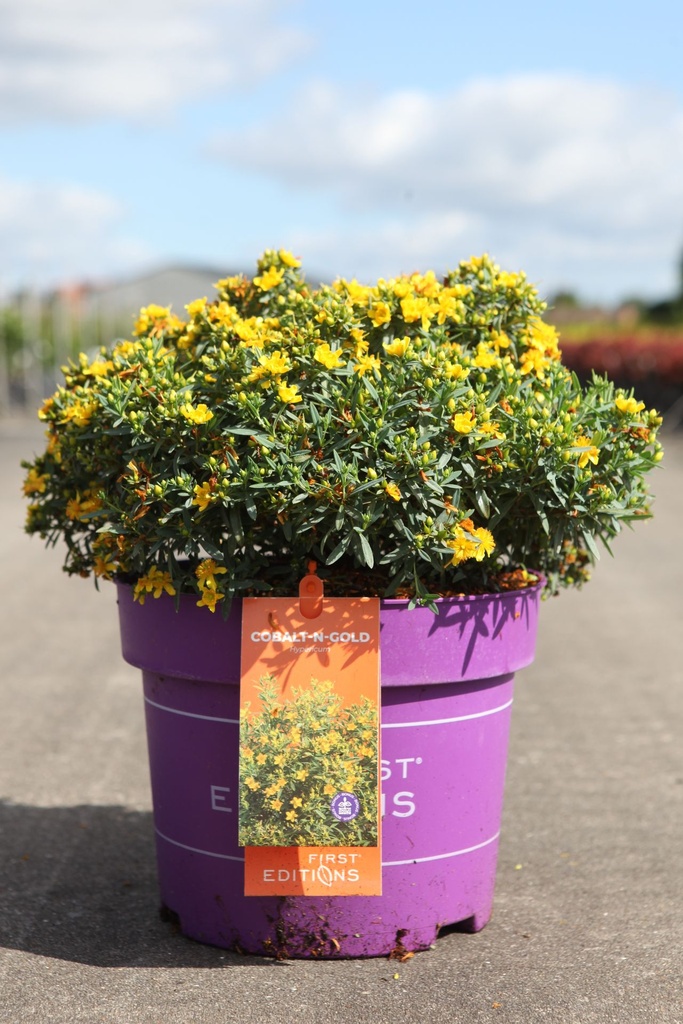 [P] Hypericum kalmianum First Editions® 'Cobalt-n-Gold' cont. 10L deco 40-50 cm +p