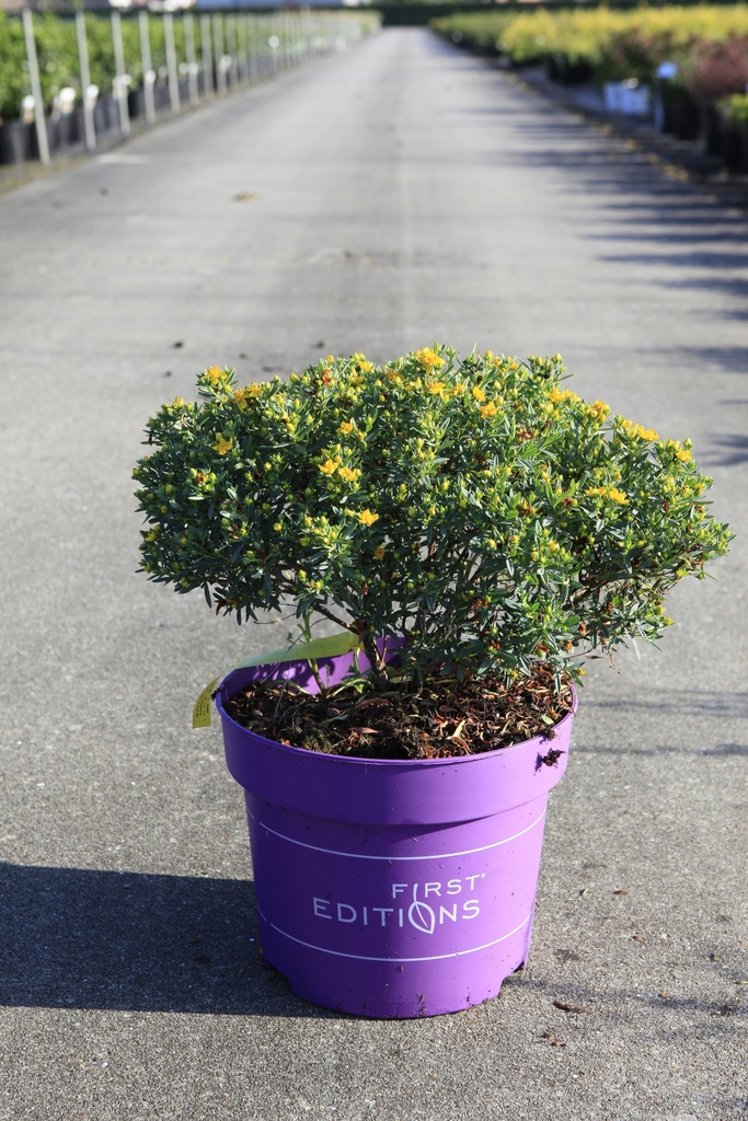[P] Hypericum kalmianum First Editions® 'Cobalt-n-Gold' cont. 10L deco 40-50 cm +p