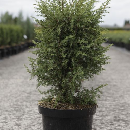 [P] Juniperus communis 'Hibernica' cont. 7,5L 60-80 cm