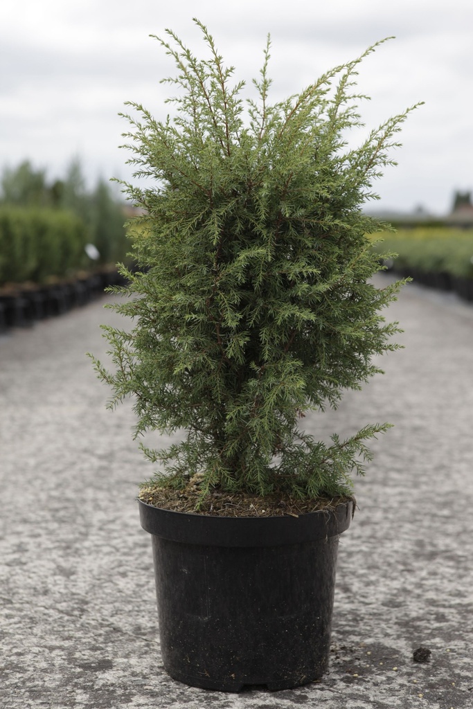 Juniperus communis 'Hibernica' cont. 7,5L 60-80 cm