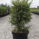 Juniperus communis 'Hibernica' cont. 7,5L 60-80 cm