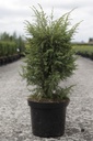 Juniperus communis 'Hibernica' cont. 7,5L 60-80 cm