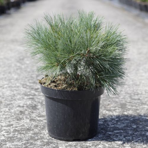 [P] Pinus strobus 'Blue Shag' cont. 7,5L 40/+ cm
