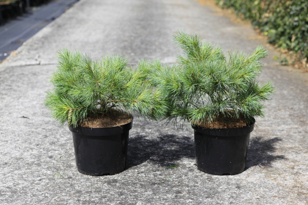 Pinus strobus 'Blue Shag' cont. 7,5L 40/+ cm