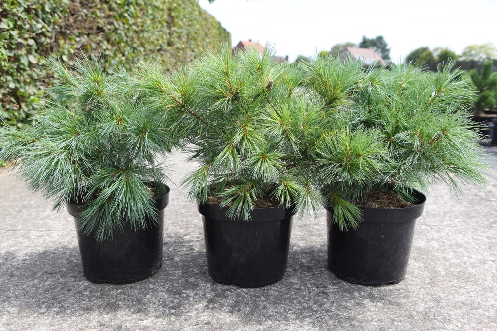 Pinus strobus 'Blue Shag' cont. 7,5L 40/+ cm