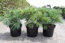 Pinus strobus 'Blue Shag' cont. 7,5L 40/+ cm