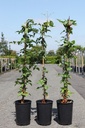 Clematis 'Huldine' cont. 3L high 80-100 cm +ф