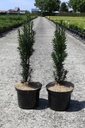 Taxus baccata 'Black Tower' cont. 5L 40/+ cm