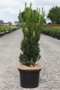 Taxus media 'Hillii' cont. 5L 40/+ cm