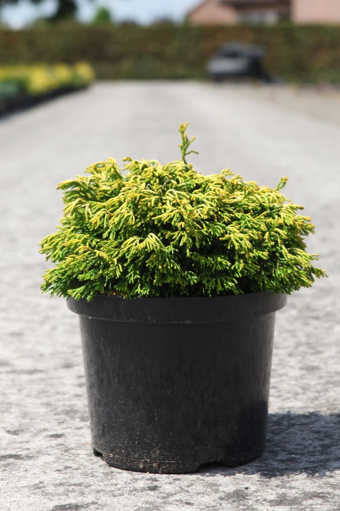 [P] Chamaecyparis obtusa 'Gitte' cont. 5L 25-30 cm