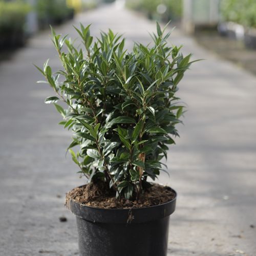 Sarcococca WINTER GEM (PBR) cont. 7,5L 30-40 cm +ф