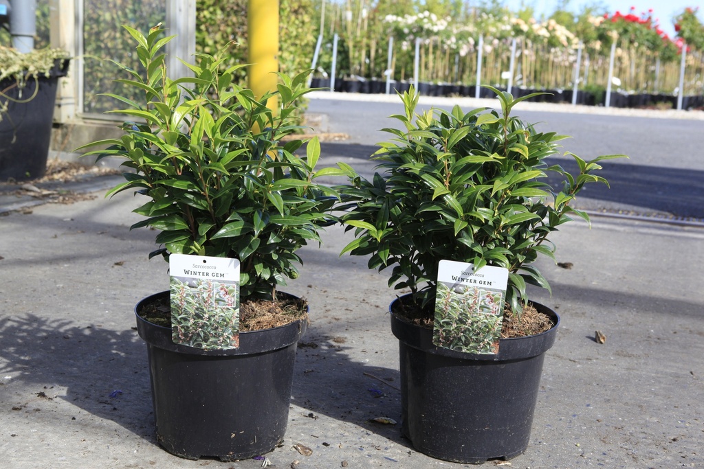 [P] Sarcococca WINTER GEM (PBR) cont. 7,5L 30-40 cm +f