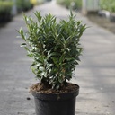 Sarcococca WINTER GEM (PBR) cont. 7,5L 30-40 cm +ф