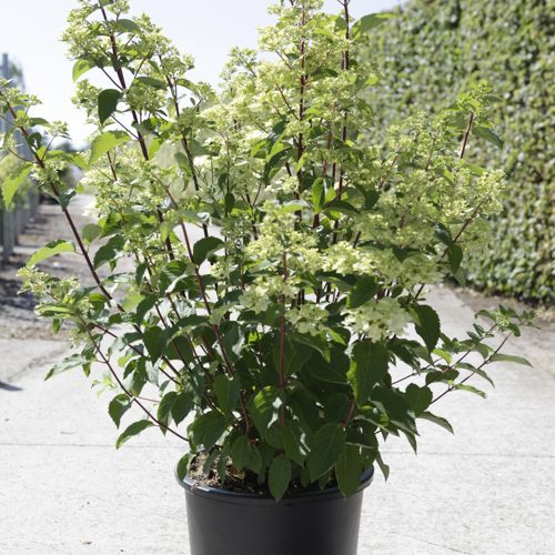 Hydrangea paniculata FRAISE MELBA (PBR) cont. 30L 80-100 cm +ф