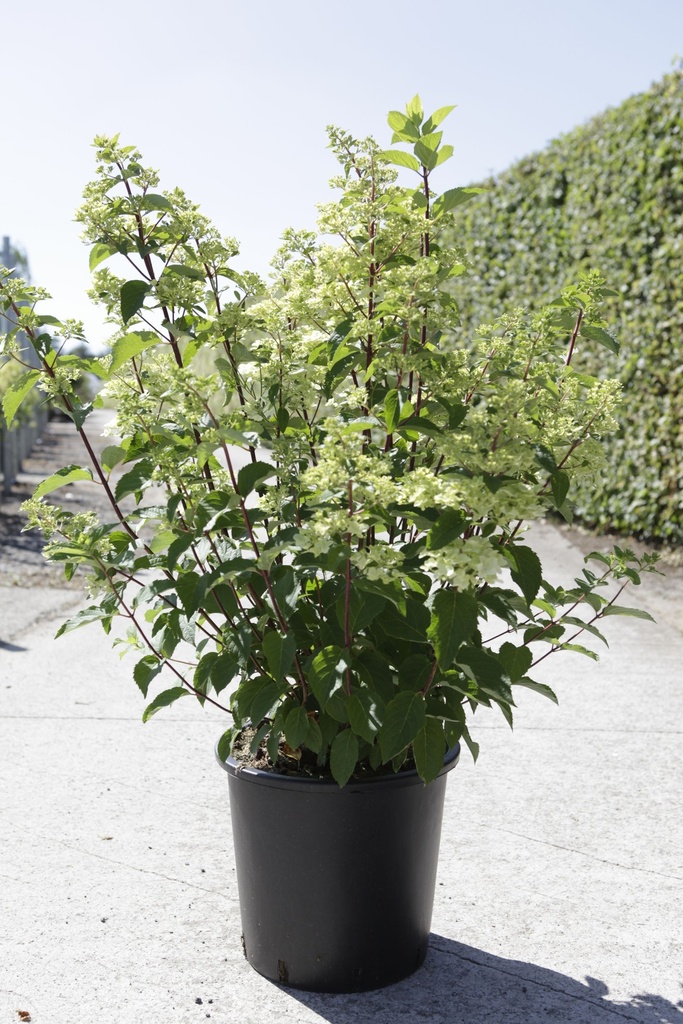 Hydrangea paniculata FRAISE MELBA (PBR) cont. 30L 80-100 cm +B