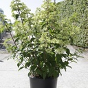 Hydrangea paniculata FRAISE MELBA (PBR) cont. 30L 80-100 cm +p