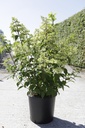 Hydrangea paniculata FRAISE MELBA (PBR) cont. 30L 80-100 cm +p
