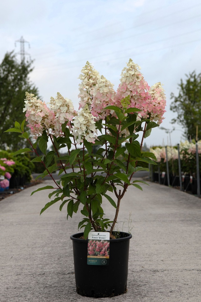 Hydrangea paniculata PINKY WINKY® (PBR) cont. 12L 60-80 cm +ф