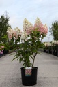 Hydrangea paniculata PINKY WINKY® (PBR) cont. 12L 60-80 cm +ф