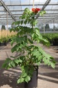 Campsis radicans 'Flamenco' cont. 7L hoch 125-150 cm +B