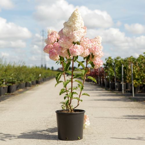 Hydrangea paniculata VANILLE FRAISE (PBR) cont. 12L 80/+ cm +ф