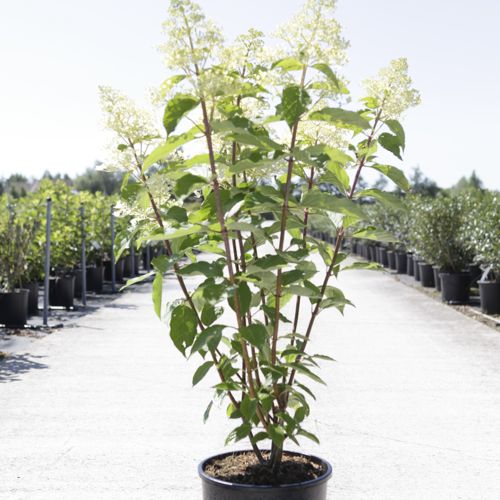 [P] Hydrangea paniculata 'Phantom' cont. 12L 80/+ cm +B