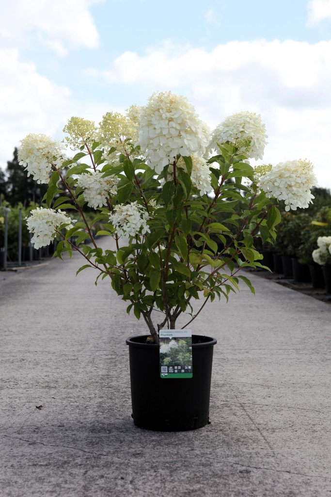 Hydrangea paniculata 'Phantom' cont. 12L 80/+ cm +p