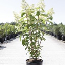 Hydrangea paniculata 'Phantom' cont. 12L 80/+ cm +ф