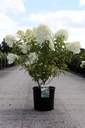 Hydrangea paniculata 'Phantom' cont. 12L 80/+ cm +p