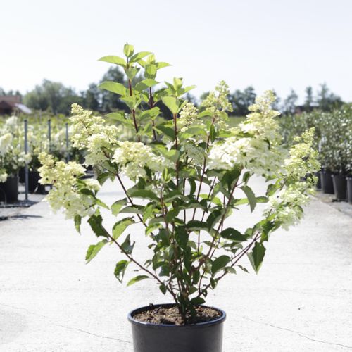 Hydrangea paniculata FRAISE MELBA (PBR) cont. 12L 60-80 cm +ф
